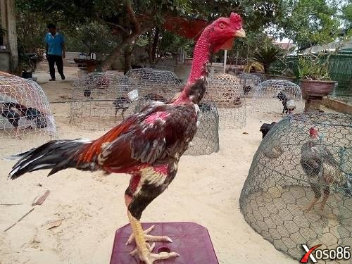 Những chú gà chọi đẹp nổi tiếng nhất Việt Nam đáng giá bạc tỷ