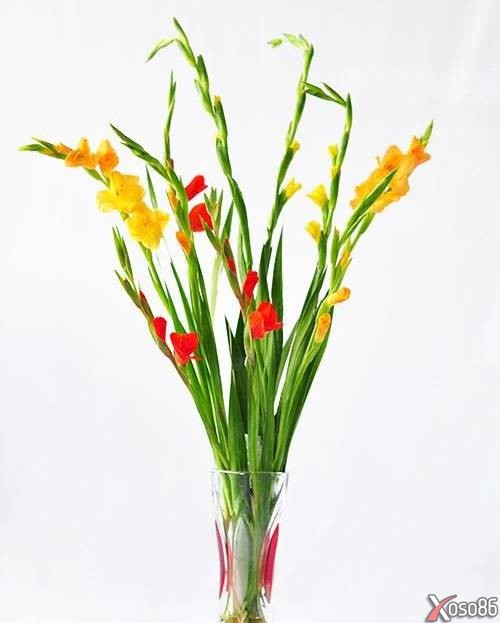 7 cách cắm hoa lay ơn đẹp tươi lâu không bị héo trong dịp Tết Nguyên Đán