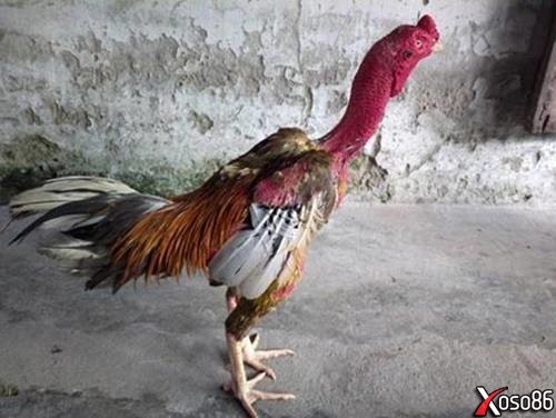 Những chú gà chọi đẹp nổi tiếng nhất Việt Nam đáng giá bạc tỷ