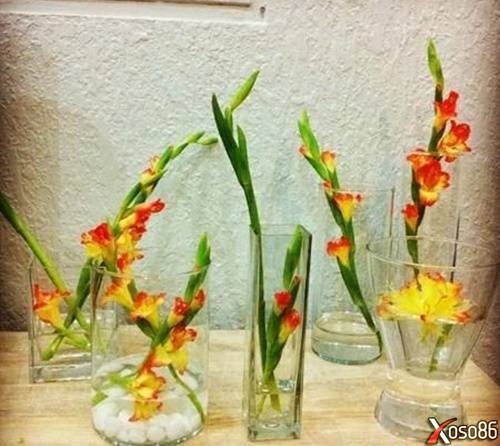7 cách cắm hoa lay ơn đẹp tươi lâu không bị héo trong dịp Tết Nguyên Đán